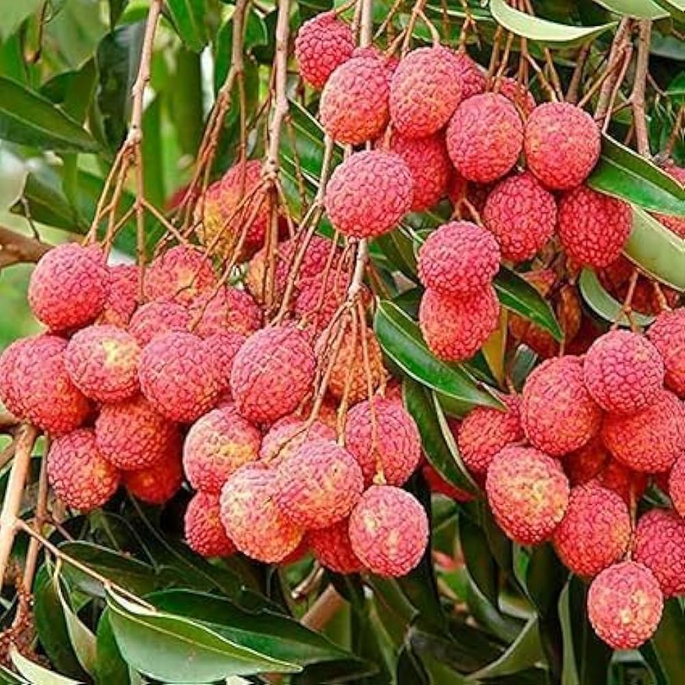 Lychee fruit tree seeds (Litchi chinensis) developing into exotic trees with leathery leaves and sweet, bumpy red fruits